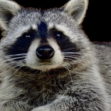 Raccoon removal