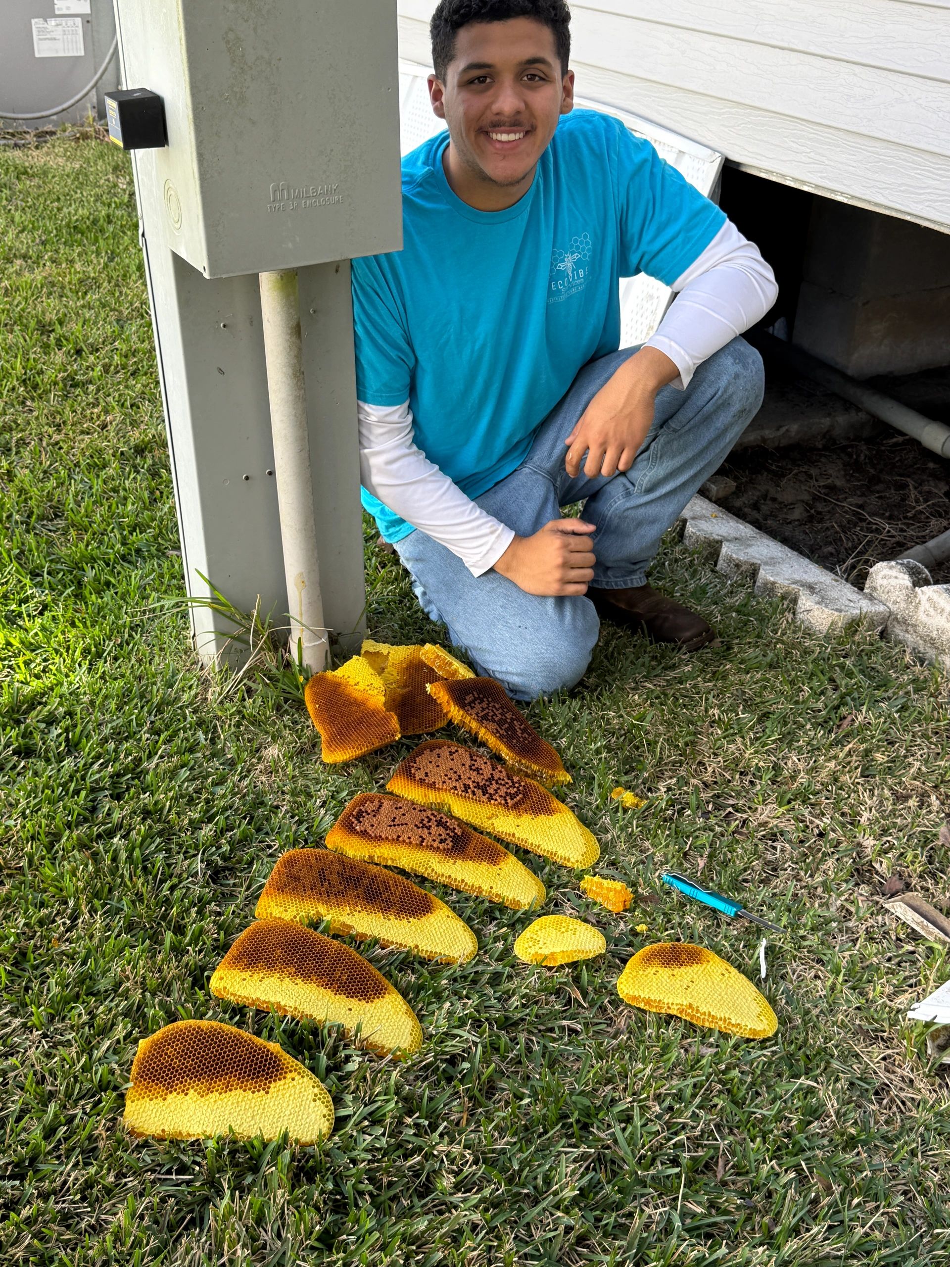Bee removal services