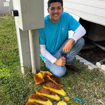 Bee removal services